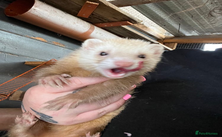 Ferret rodents - Advert 16