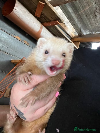 Ferret rodents - Advert 13