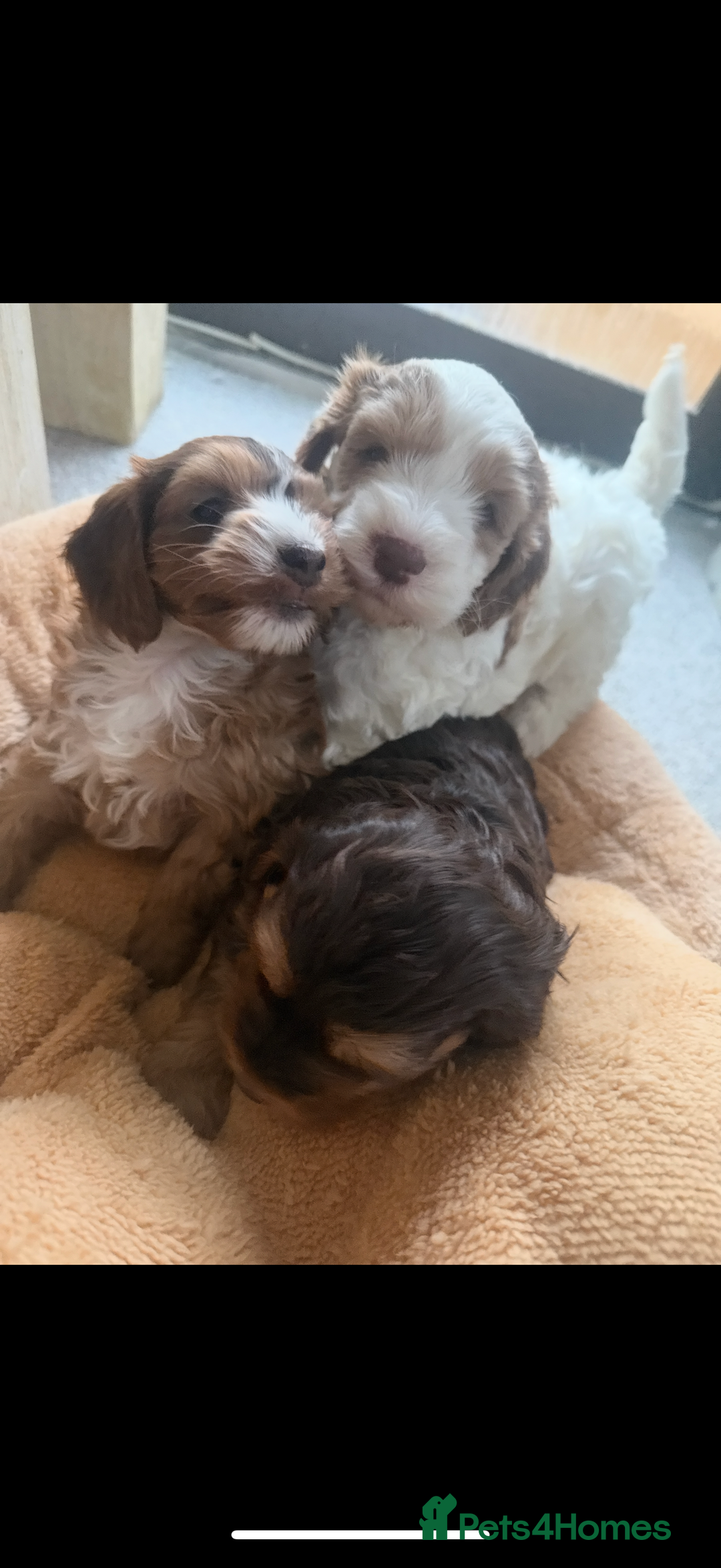 Cockapoo dogs for sale: 4 Adorable F2 Cockapoo puppies  - Advert 12