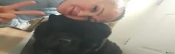 Chow Chow dogs for stud: Dollar – Smooth Coat Chow Chow Available for Stud in Burton-on-Trent - Advert 7