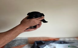 Cocker Spaniel dogs for sale: 6 adorable Cocker Spaniel pups - Image 20