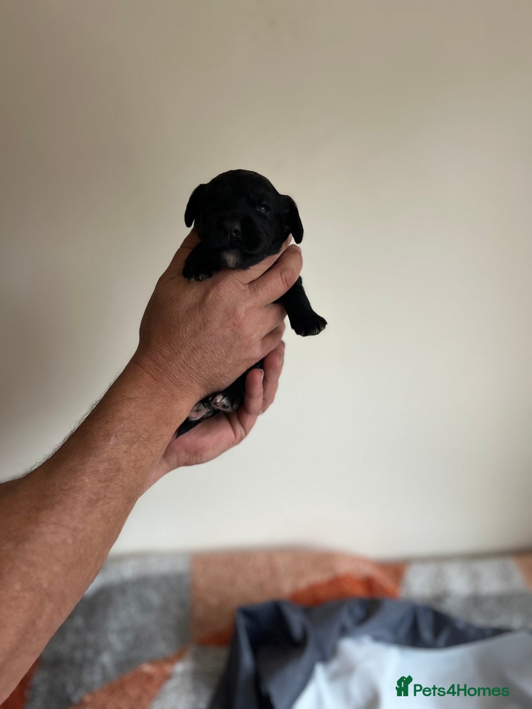 Cocker Spaniel dogs for sale: 6 adorable Cocker Spaniel pups - Image 20