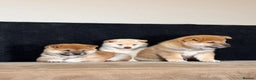 Japanese Shiba Inu dogs for sale: Shiba Inu Puppies  - Advert 3