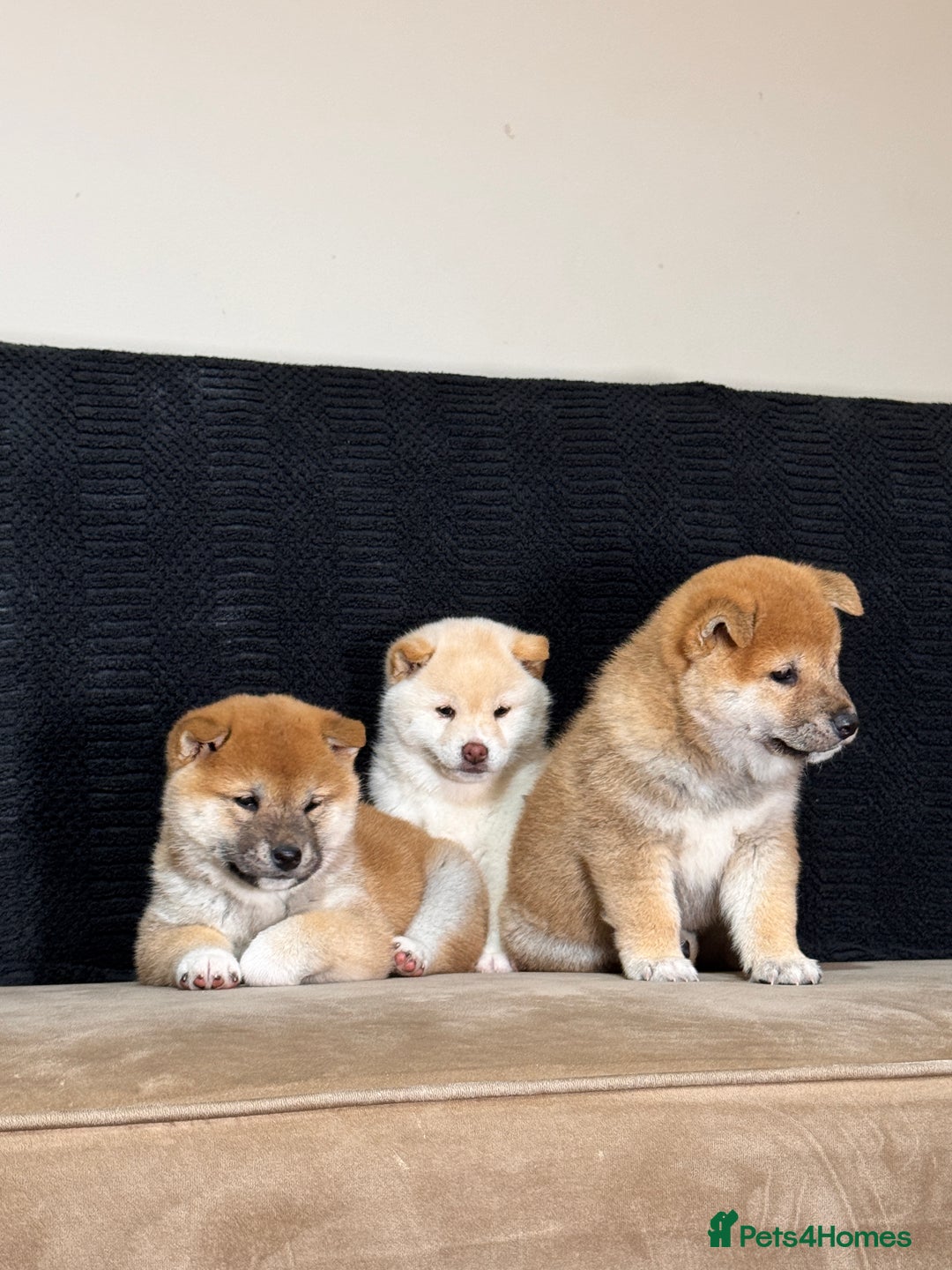 Japanese Shiba Inu dogs for sale: Shiba Inu Puppies  - Advert 3