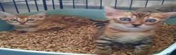 Bengal cats for sale: Stunning litter of brown rosetted Bengal cubs  - Advert 14