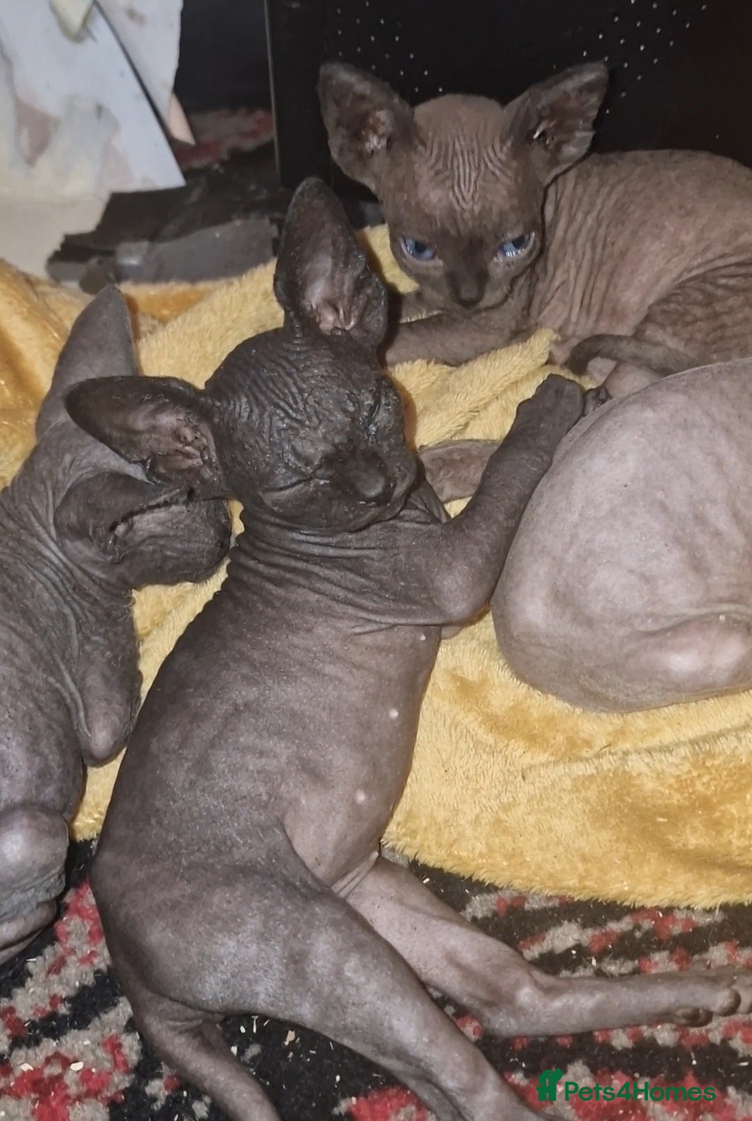 Sphynx cats for sale: Beautiful Canadian Sphynx kittens purebreed  - Image 32
