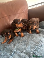 Dachshund dogs Miniature Dachshund puppies - stunning - Advert 3