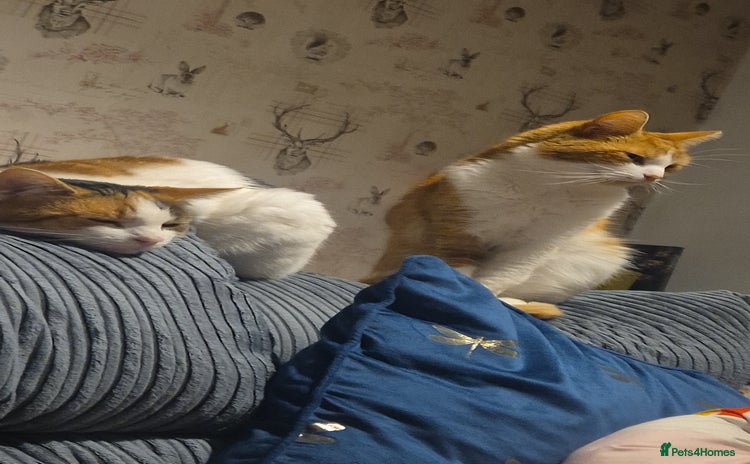 Mixed Breed cats - Advert 4