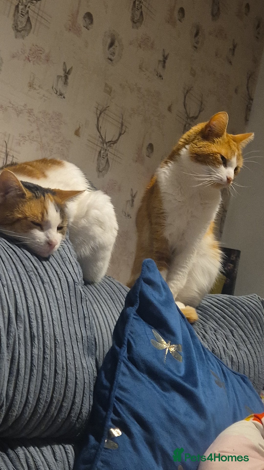 Mixed Breed cats for sale: Two cats needing urgent home6 - Image 1