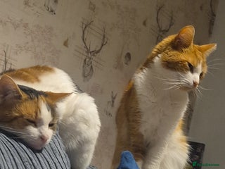 Mixed Breed cats for sale - Advert 1