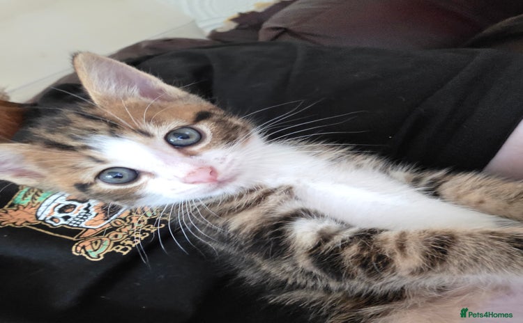 Mixed Breed cats - Advert 13