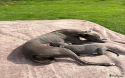 Whippet dogs for sale: Blue Whippet Puppy - Image 12