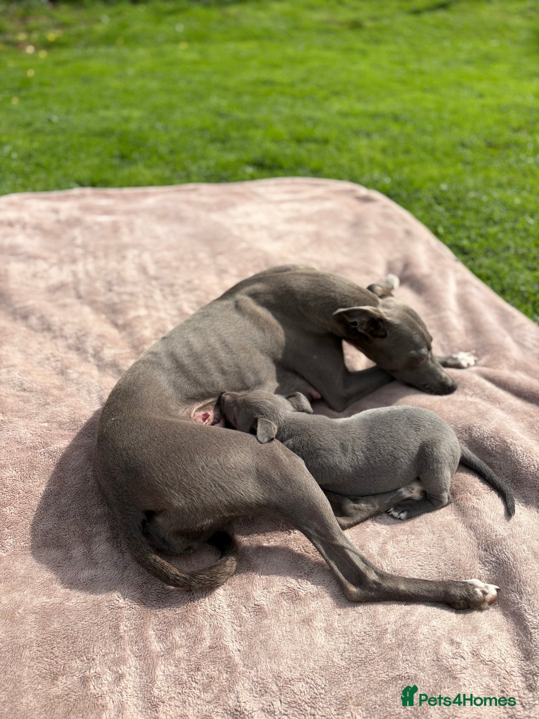 Whippet dogs for sale: Blue Whippet Puppy - Image 12