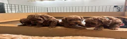 Cavapoo dogs for sale: Stunning Red F1b Cavapoo Puppies  - Advert 8