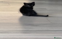 Mixed Breed cats for sale: Beautiful kittens - Ready for their new homes  - Image 1