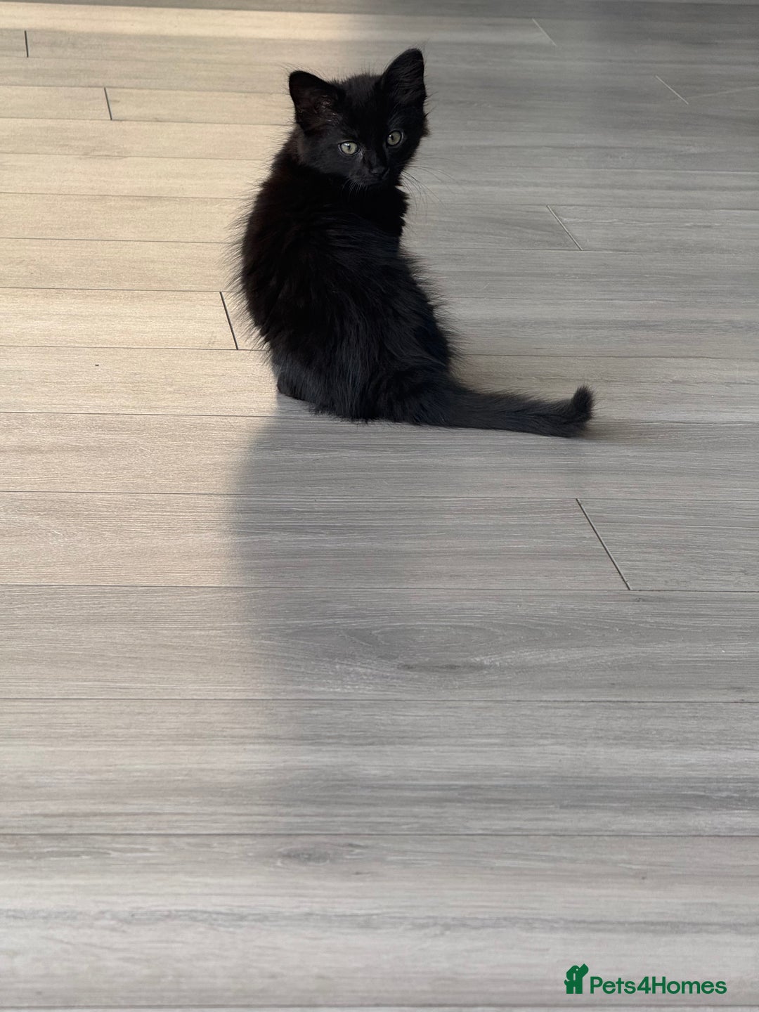 Mixed Breed cats for sale: Beautiful kittens - Ready for their new homes  - Image 1