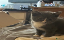 Mixed Breed cats for sale: Half ragdoll girl kittens ready now  - Image 18