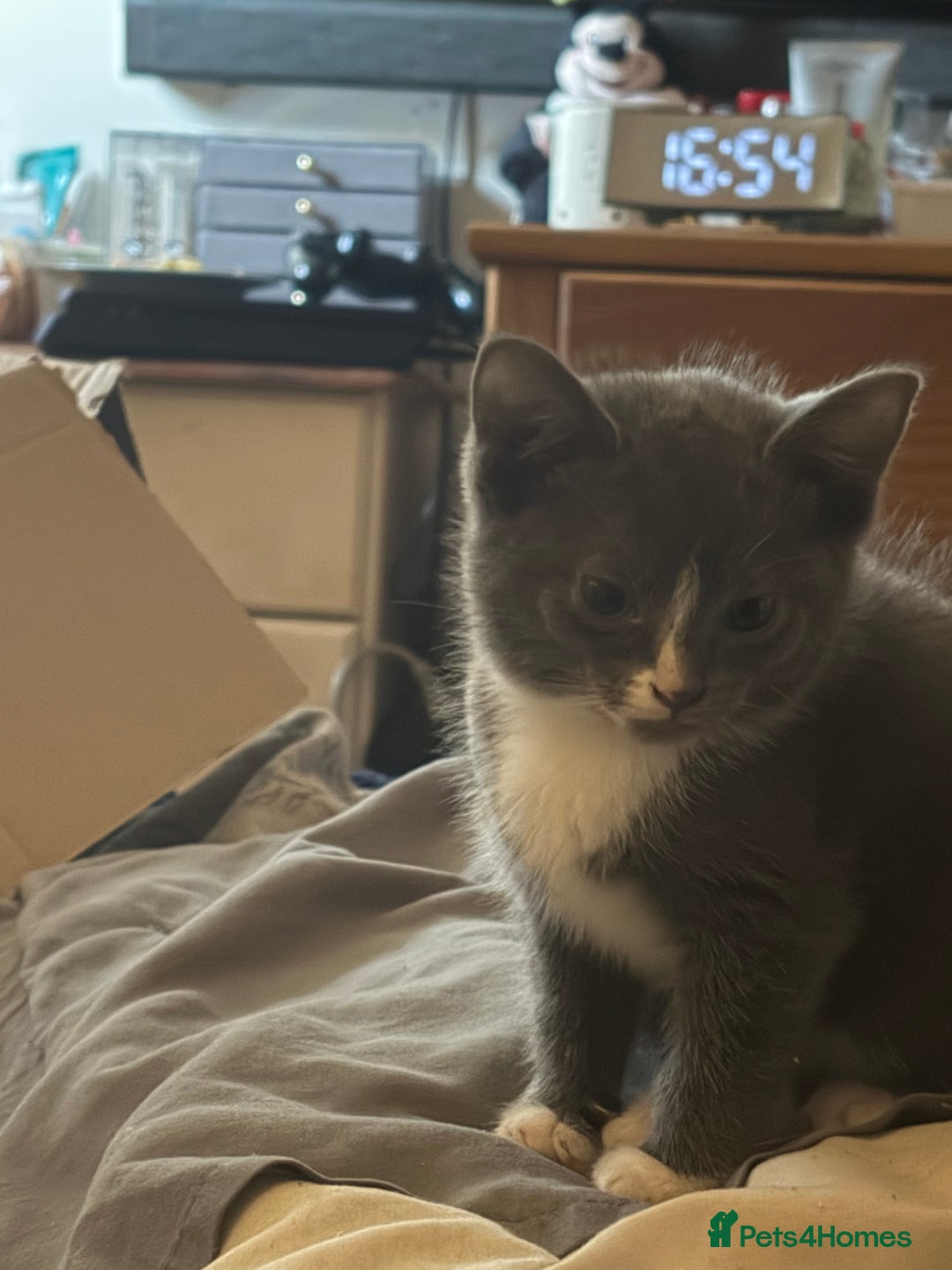 Mixed Breed cats for sale: Half ragdoll girl kittens ready now  - Image 18