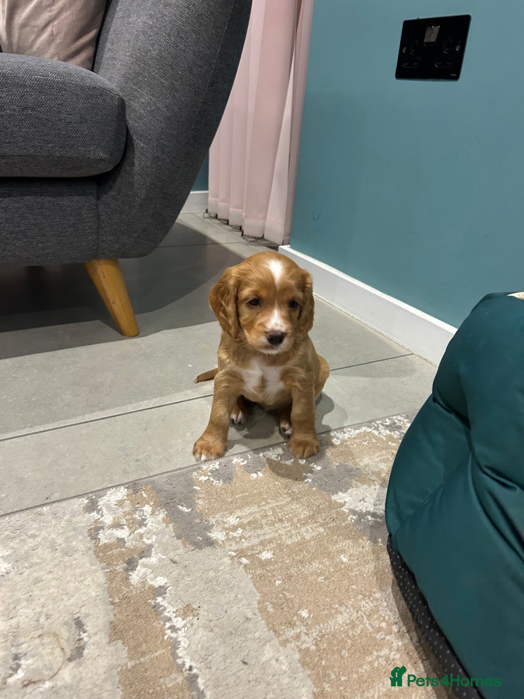 Cocker Spaniel dogs for sale: working cocker spaniel puppies - Advert 16