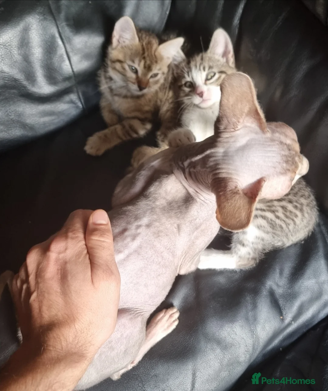Mixed Breed cats for sale: Beautiful Half Sphynx Kittens - Advert 2