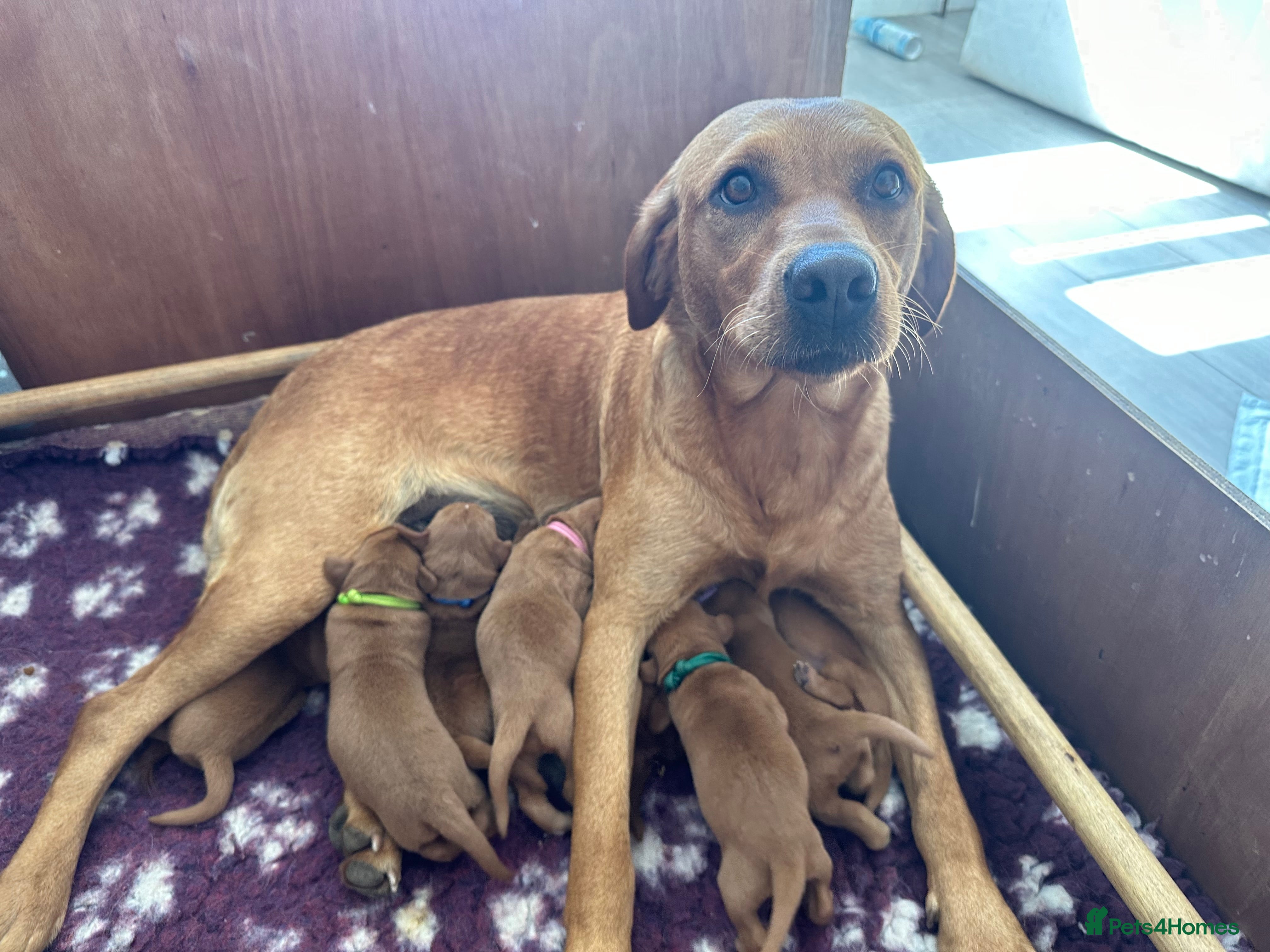 Labrador Retriever dogs Dark Fox Red Labs. Bred by a Vet - Advert 1