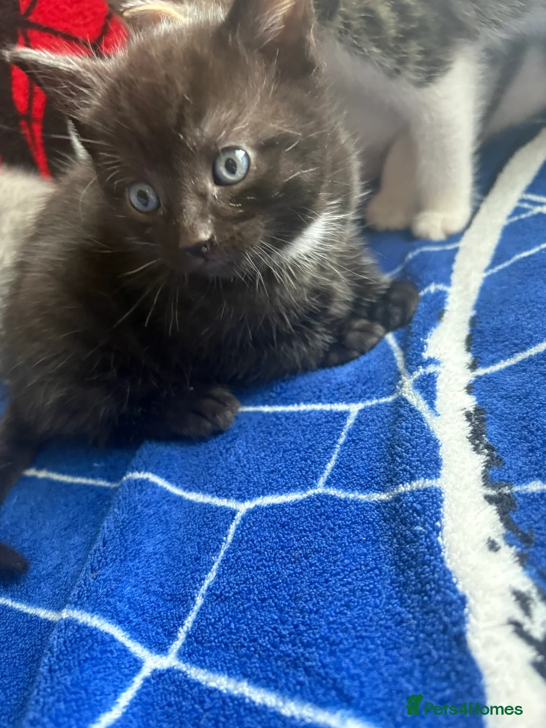 Ragdoll cats for sale: Beautiful litter of 4 ragdoll kittens for sale  - Advert 26