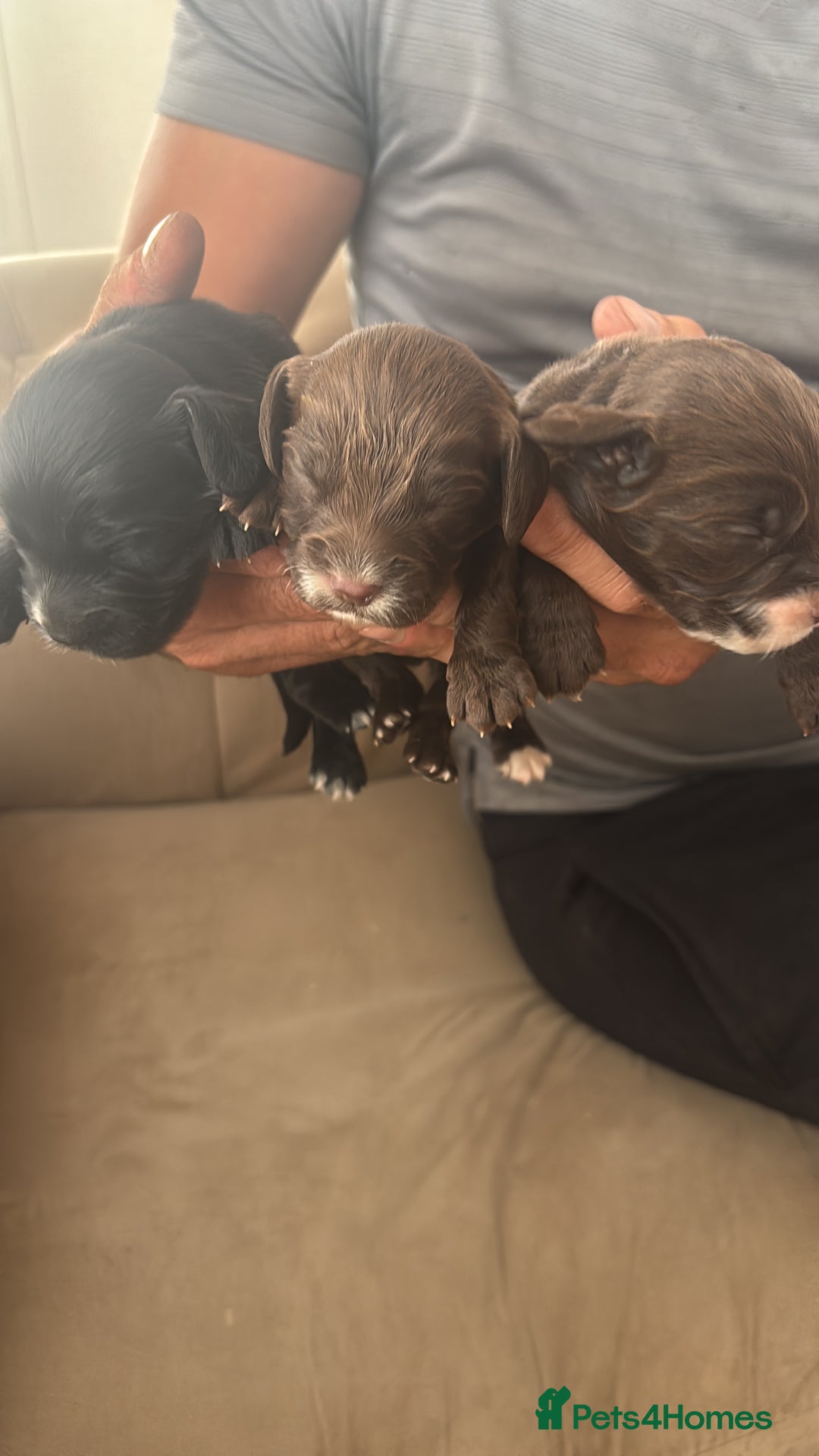 Cocker Spaniel dogs for sale: Cocker spaniel puppies  - Image 17