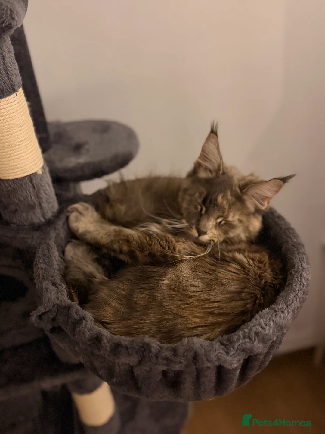 Maine Coon cats for sale: POLYDACTYL MAINE COON TICA ACTIVE - Advert 5