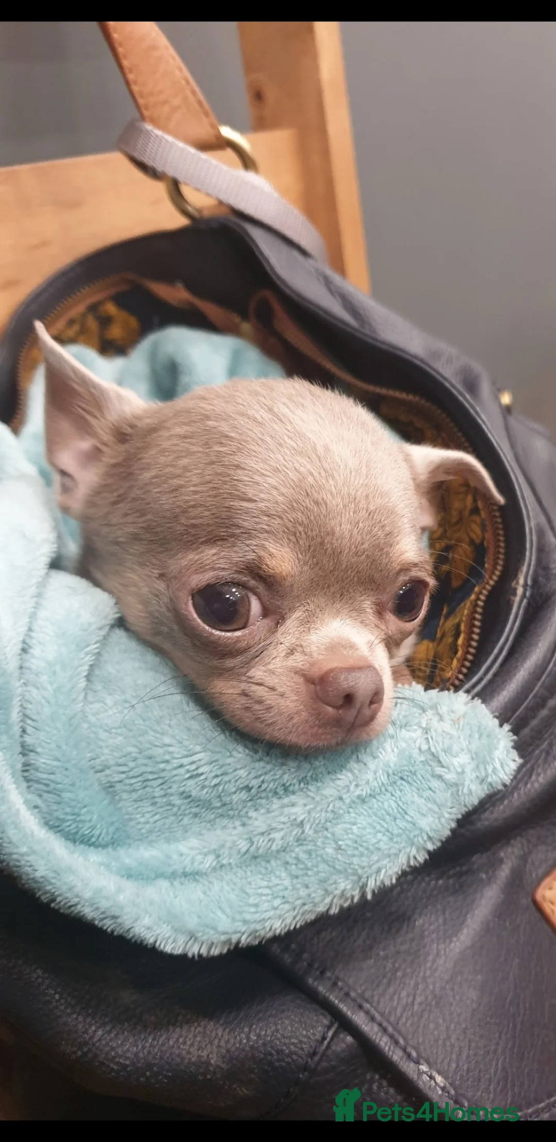 Chihuahua dogs for stud: KC 1.5KG CHIHUAHUA lilac stud! in Thirsk - Advert 4