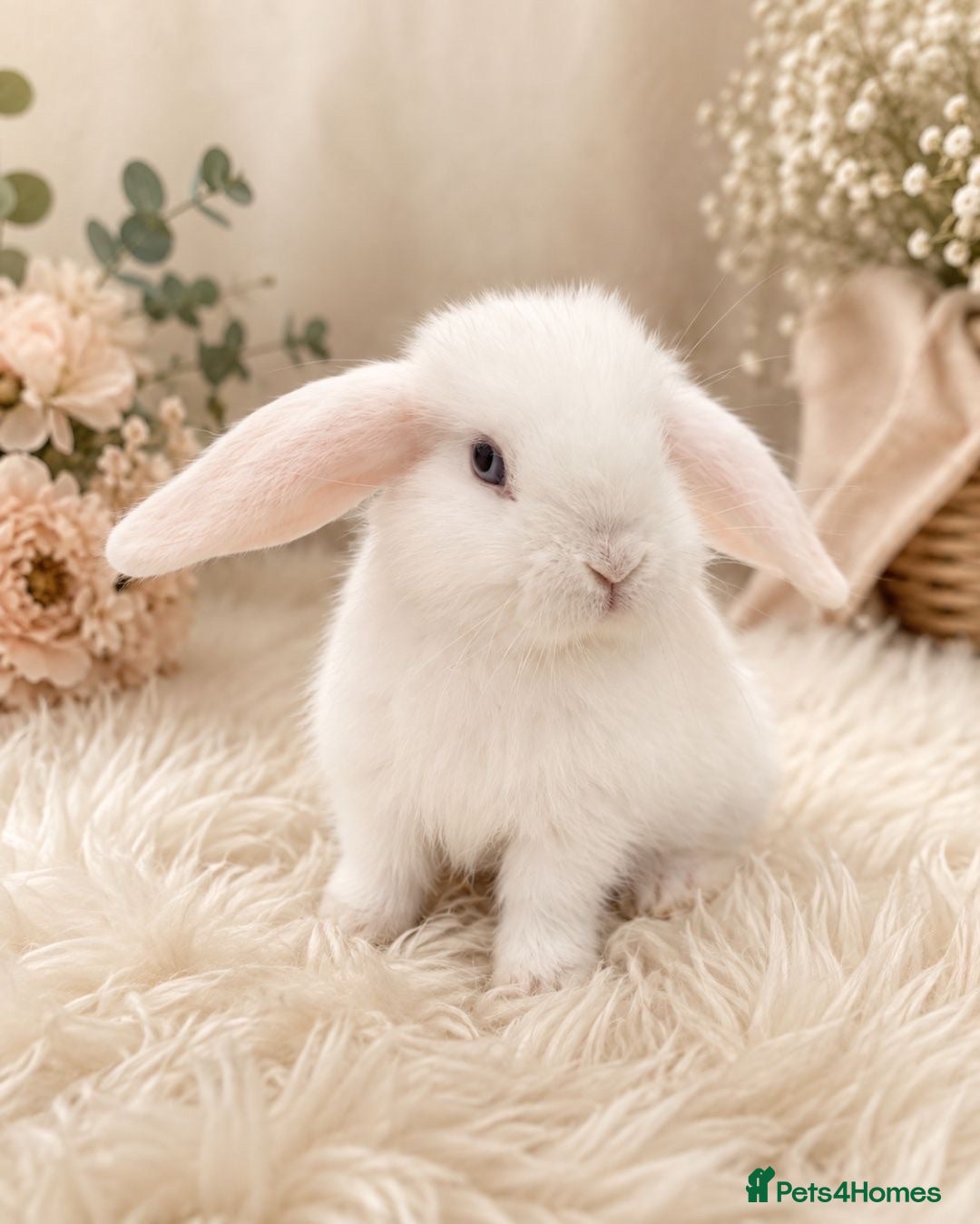 Mini Lop rabbits Amazing mini lop babies  - Advert 1