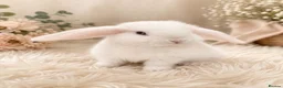 Mini Lop rabbits for sale: Amazing mini lop babies  - Advert 1