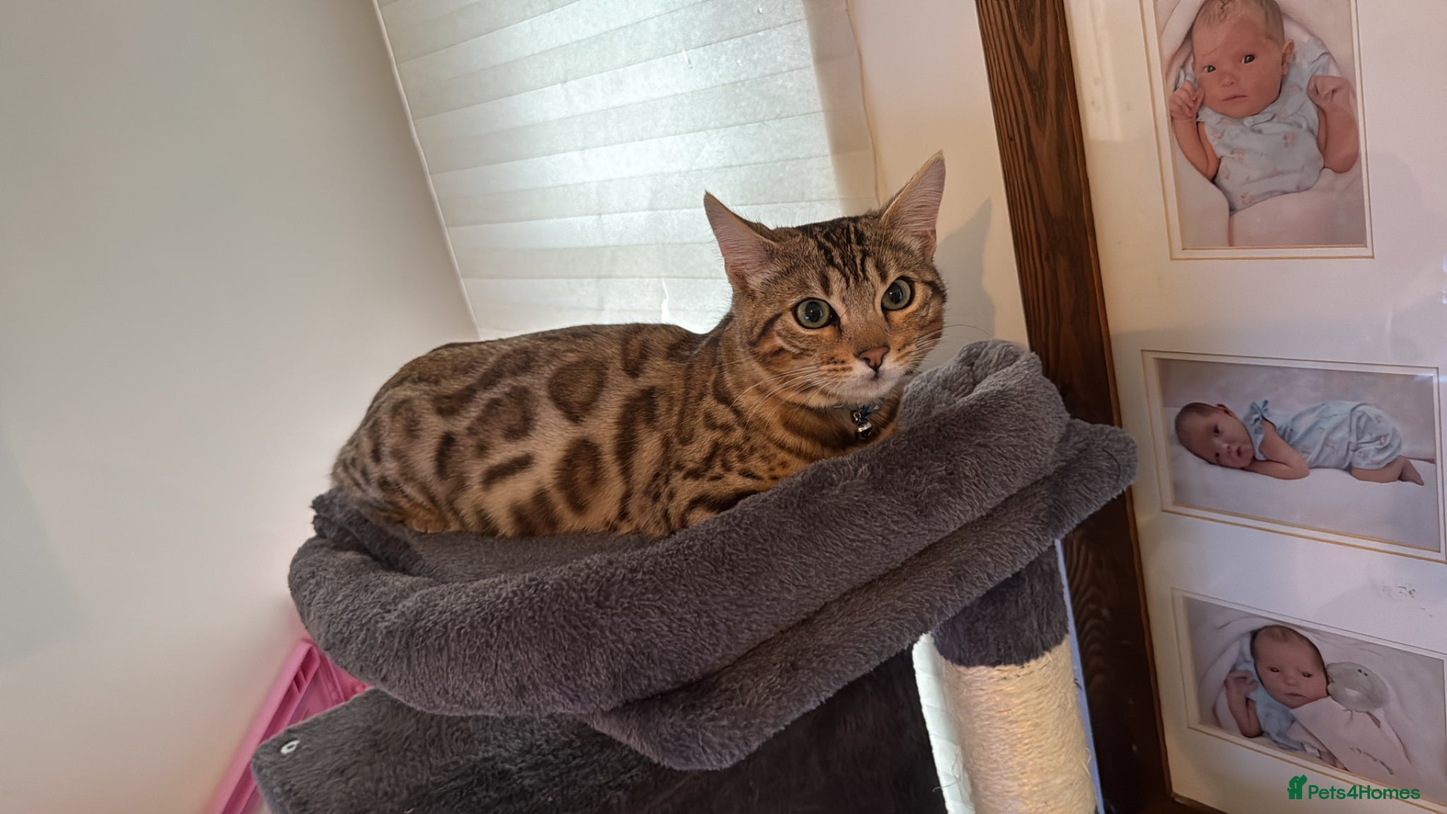 Bengal cats for stud: ✨ Proven Pure Bengal Stud Available ✨ - Advert 3