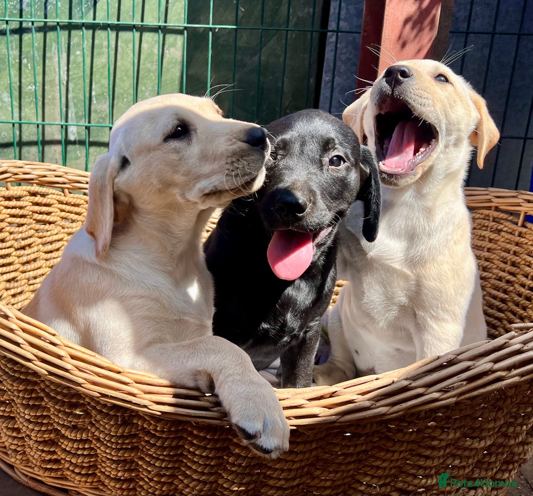 Labrador Retriever dogs for sale: Labrador Pups Chunky traditional type 1 girl left in Barrow-upon-Humber - Image 32