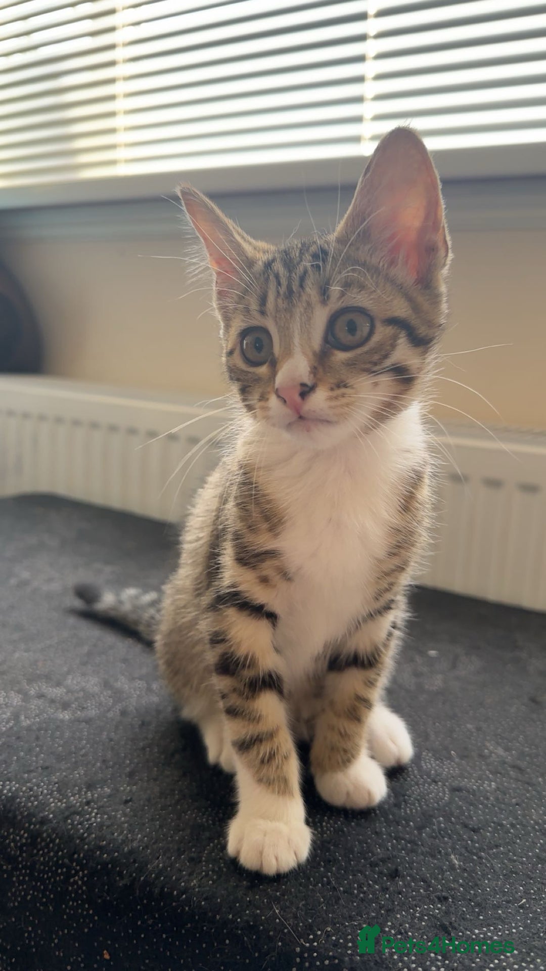 Domestic Shorthair cats for sale: Adorable Domestic Shorthair Kittens - Image 5