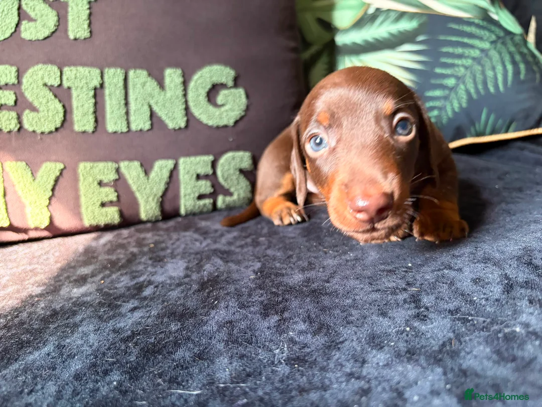 Dachshund dogs for sale: Miniature Dachshund Puppies in Leicester - Advert 2