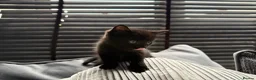Mixed Breed cats for sale: 🐾✨BEAUTIFUL KITTENS - Advert 7