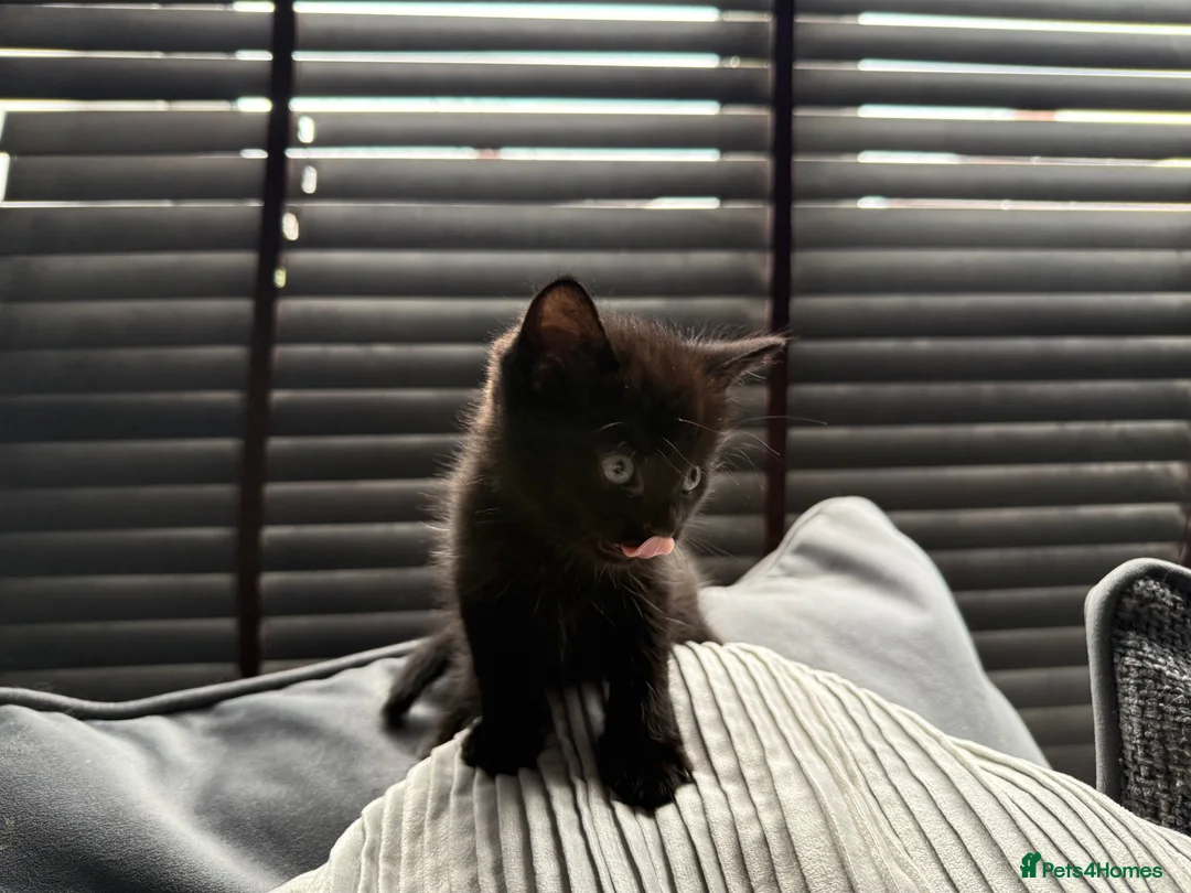 Mixed Breed cats for sale: 🐾✨BEAUTIFUL KITTENS - Advert 7