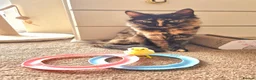 Mixed Breed cats for sale: VERY FRIENDLY FLUFFY KITTENS - Advert 6