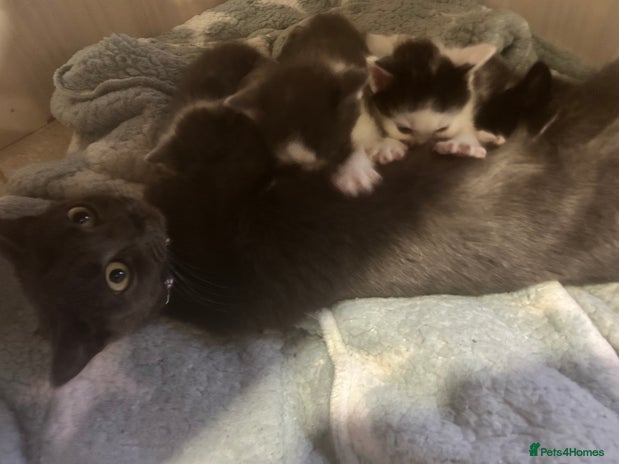 Mixed Breed cats - Advert 13
