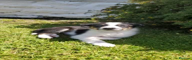 Border Collie Puppy 2