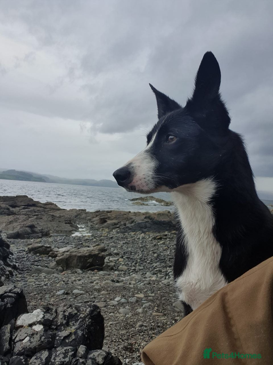 Border Collie dogs Border collie  - Advert 8