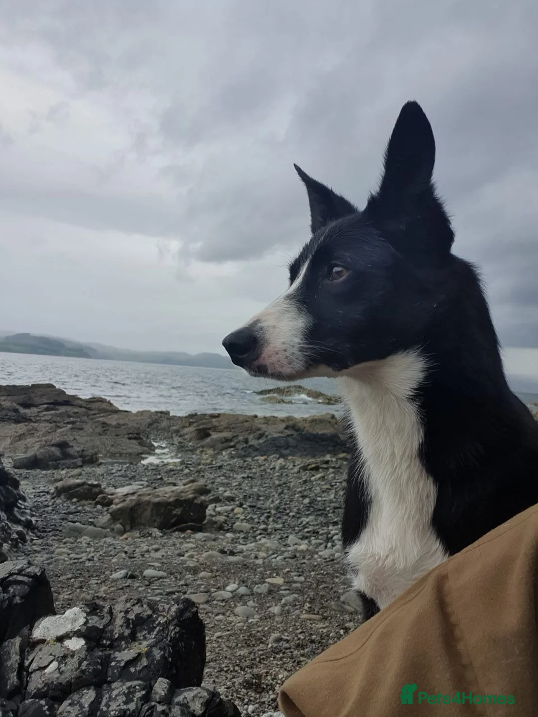 Border Collie dogs for sale: Border collie  in Gorebridge - Advert 1