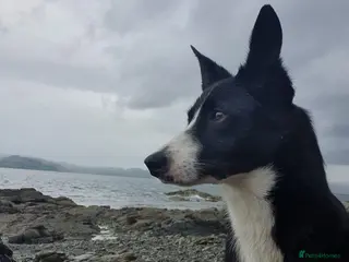 Border Collie dogs Border collie - Advert 1