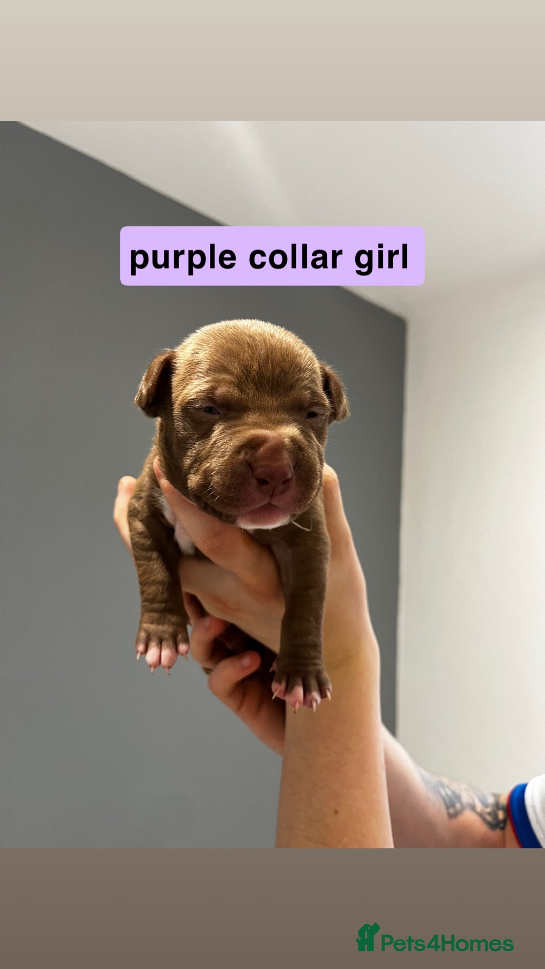 Mixed Breed dogs for sale: Staffy mix pups  - Image 6