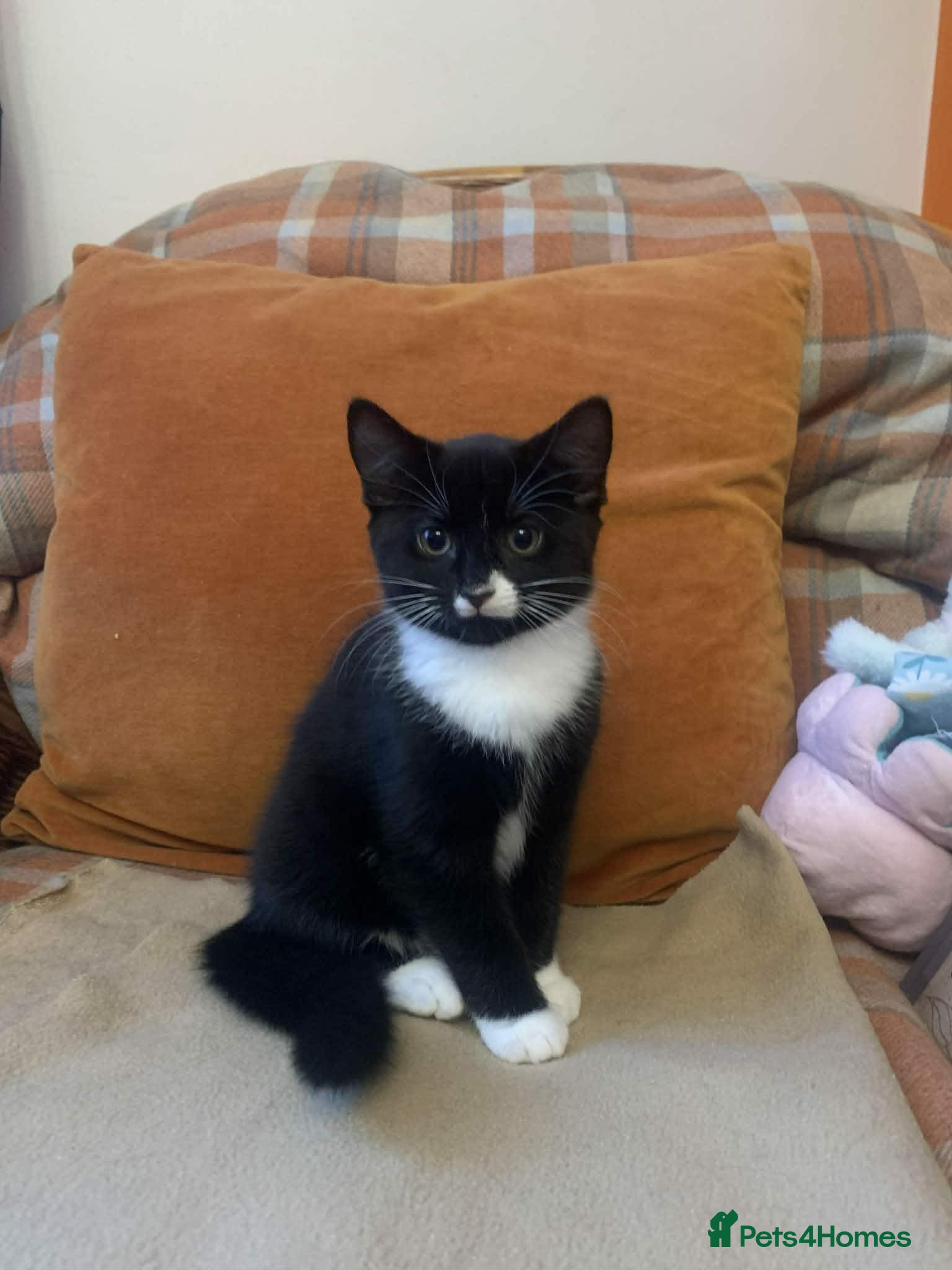 Mixed Breed cats Gorgeous little boy looking for forever home - Advert 1