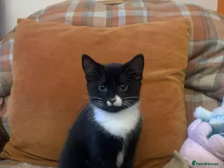 Mixed Breed cats Gorgeous little boy looking for forever home - Advert 1