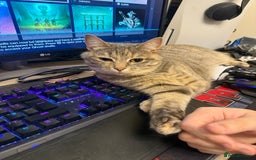 Domestic Shorthair cats for sale: Gorgeous grey tabby female. - Image 2
