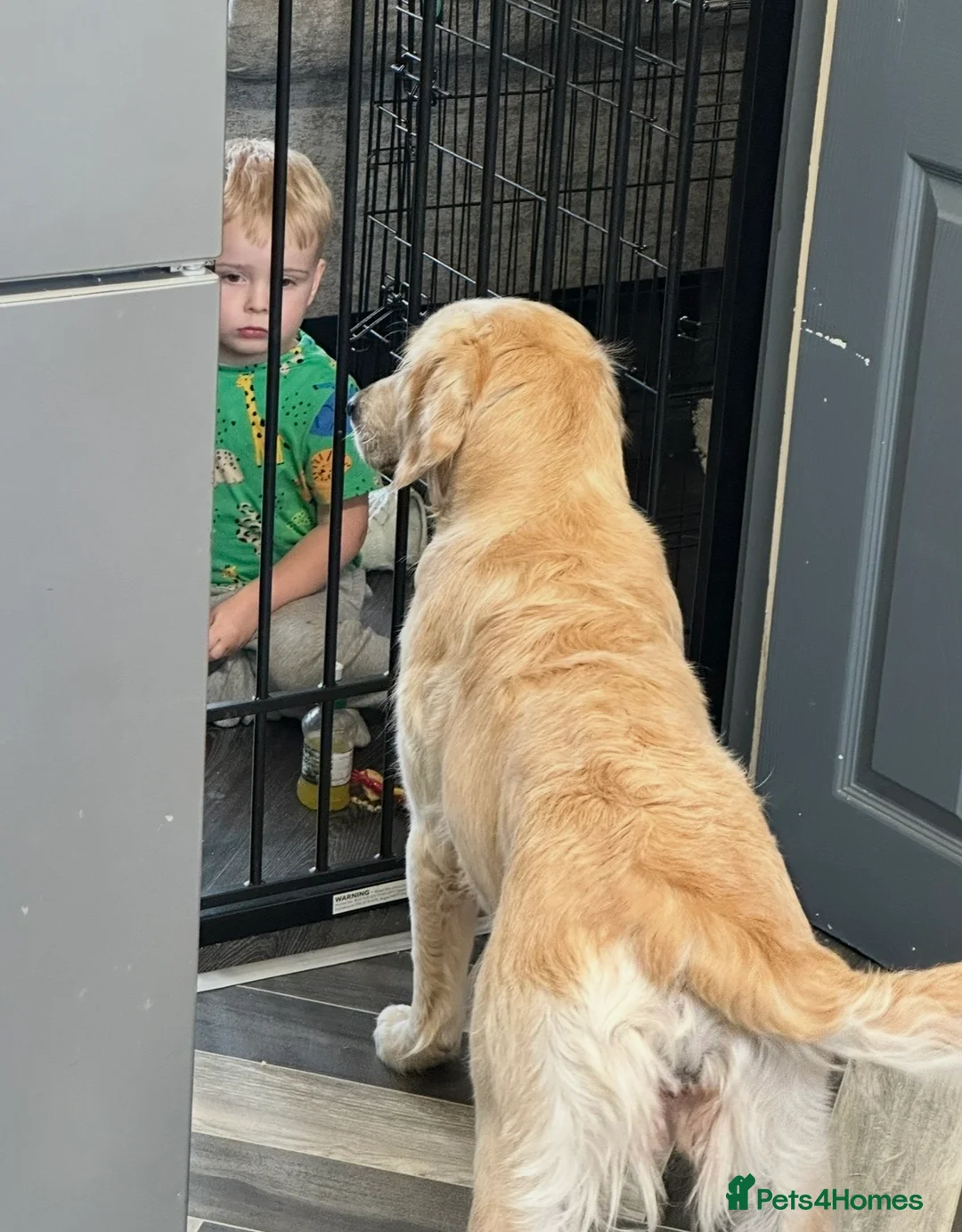 Goldendoodle dogs for sale: Big chunky doodles looking for homes  - Advert 6