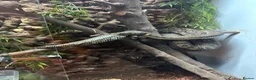 Snake reptiles for sale: Coastal X carpet python hybrid in Lancing - Advert 3