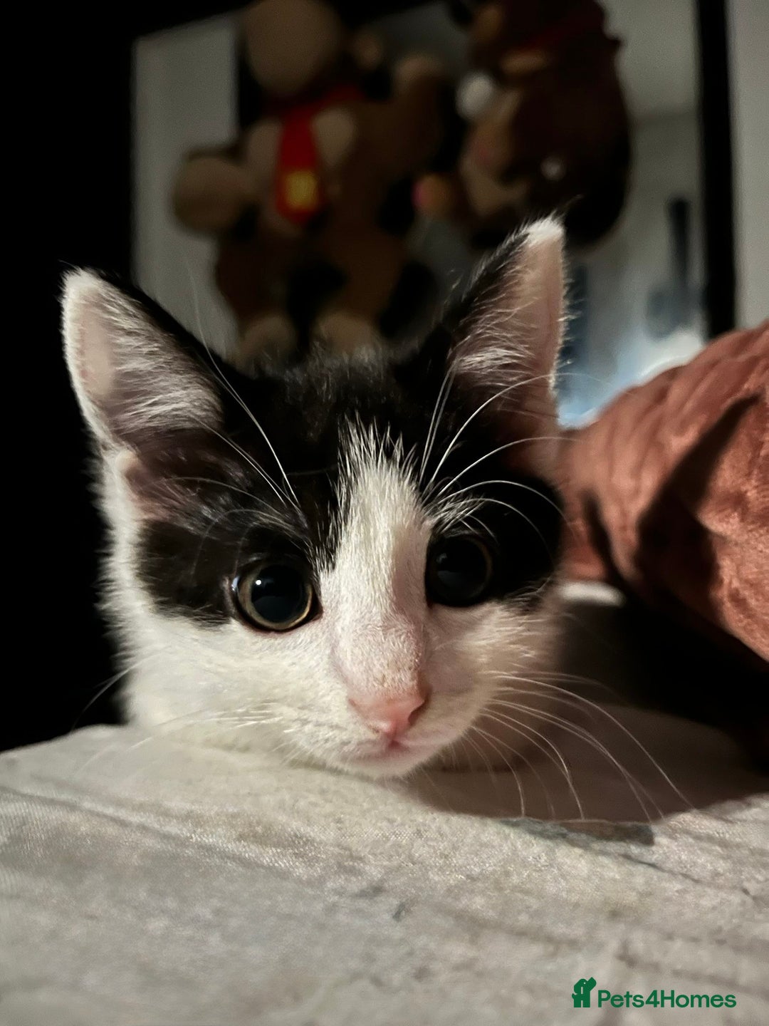 British Shorthair cats for sale: British Shorthair Kittens – Black & White & Beige - Image 21